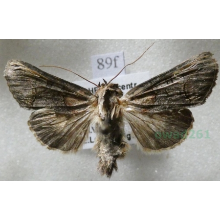 Abrostola triplasia (Linnaeus, 1758) Zgrzeblica trojaczka Czech89f